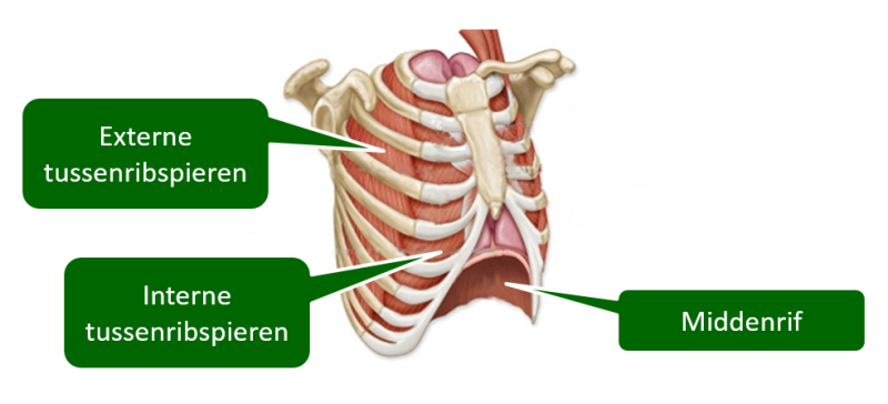 plaatje werking van de longen en adem. Borstkast met diafragma